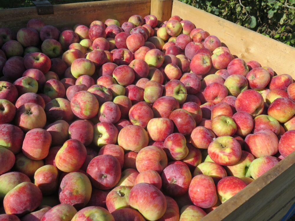 pommes Juliet®