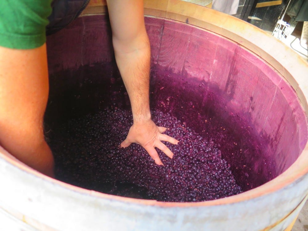 le vigneron presse les baies dans la barrique