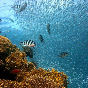 Fête de la science à La Seyne-sur-Mer : les intelligences au cœur de l’exploration de l’océan Bleu Tomate