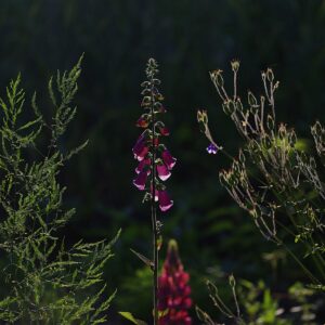 Fête de la science à Gap : balade sur les secrets des plantes sauvages Bleu Tomate