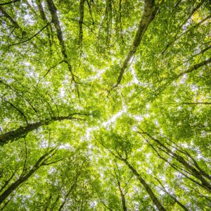 Fête de la science à Barcelonnette : l’intelligence des arbres Bleu Tomate