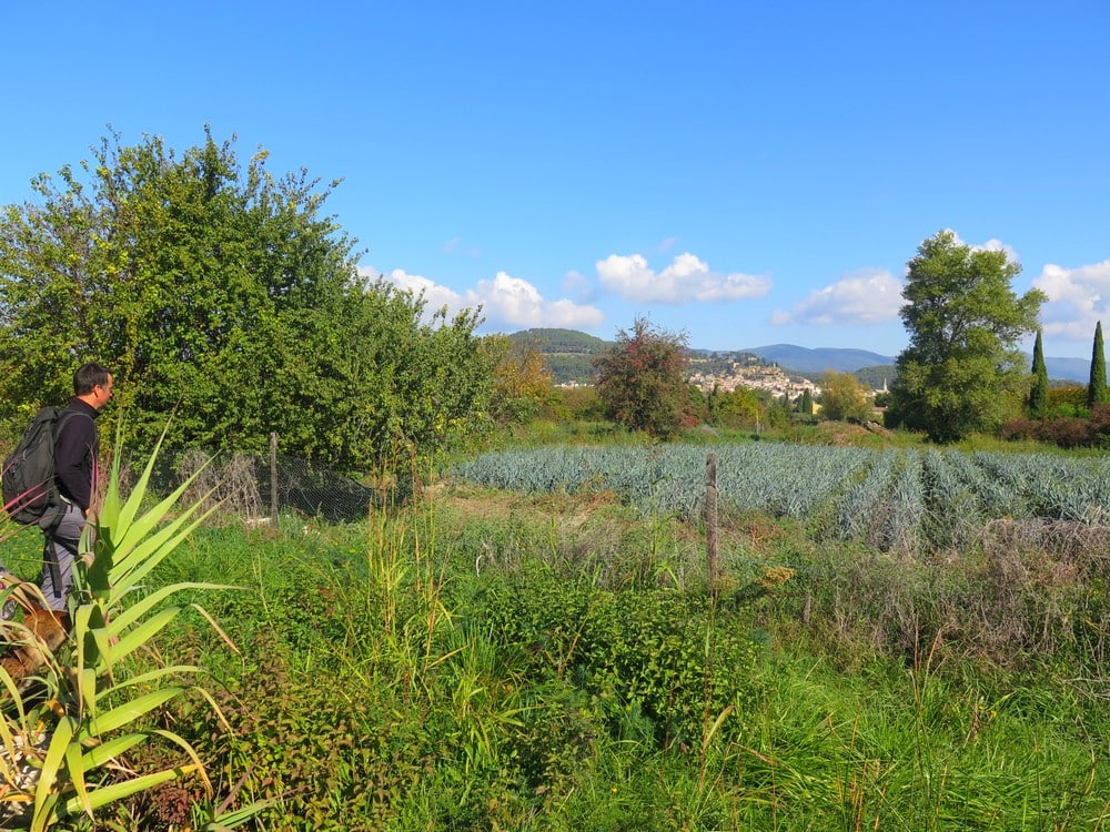 champ de poireaux bio entouré d'herbe et protégé par une haie