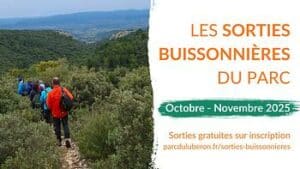 Balades gratuites et guidées en Luberon cet automne : nature, patrimoine et paysages au fil de sorties adaptées à tous les niveaux.