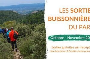 Balades gratuites et guidées en Luberon cet automne : nature, patrimoine et paysages au fil de sorties adaptées à tous les niveaux.