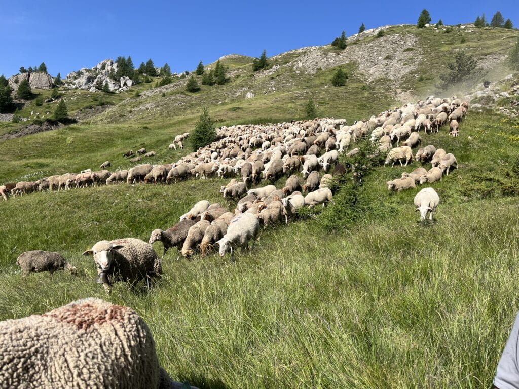 En Champsaur-Valgaudemar, le PAT embarque toute la vallée Bleu Tomate