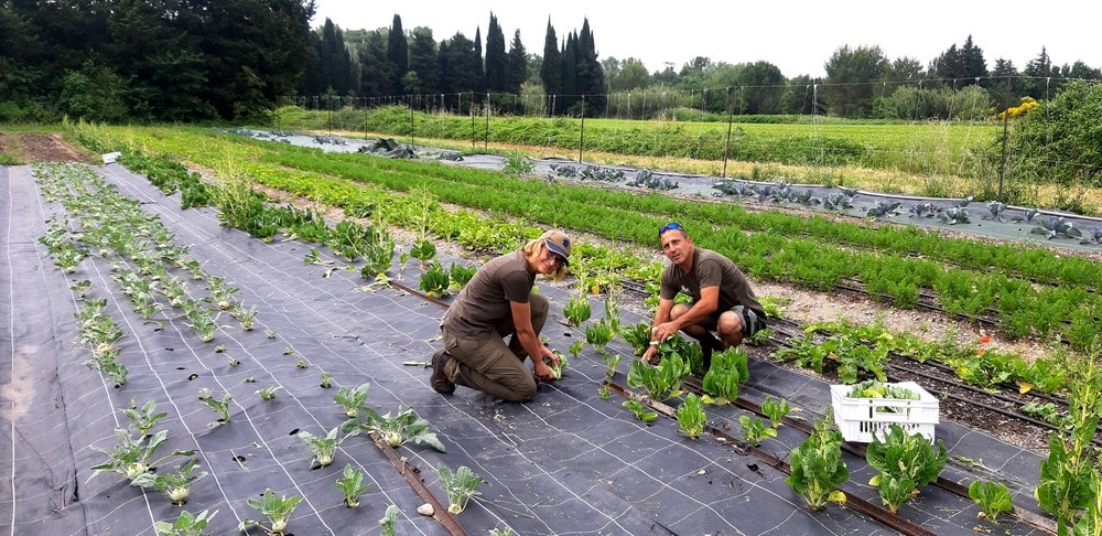 la ferme municipale de Carpentras