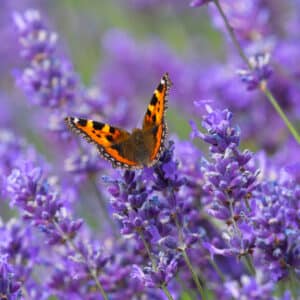 Conférence à Allauch sur la nature en ville : chercheurs et écologues débattent des enjeux de biodiversité et de gestion durable des espaces urbains.