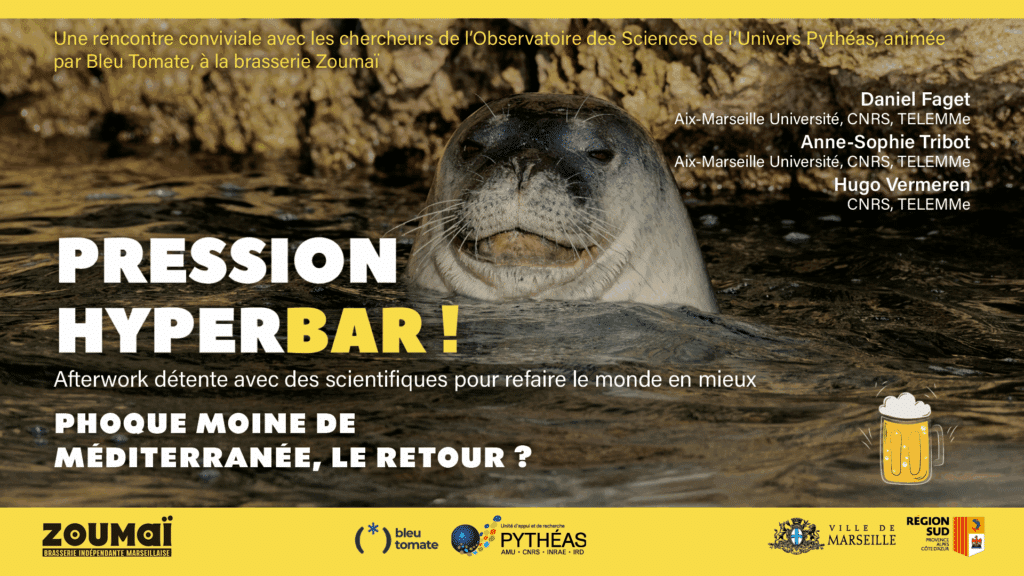 PRESSION HYPERBAR ! Phoque moine de Méditerranée, le retour ?
