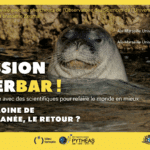 PRESSION HYPERBAR ! Phoque moine de Méditerranée, le retour ?