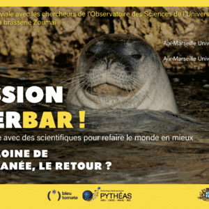 PRESSION HYPERBAR ! Phoque moine de Méditerranée, le retour ?