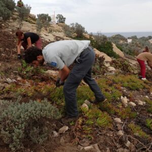 Pampelonne sans Griffes Bleu Tomate Chantier d’arrachage de Griffe de sorcière, Cap Taillat (83) © Raymond Viala – CEN PACA