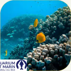 Atelier sur la biodiversité à Châteaurenard Bleu Tomate Atelier sur la biodiversité à Châteaurenard Bleu Tomate