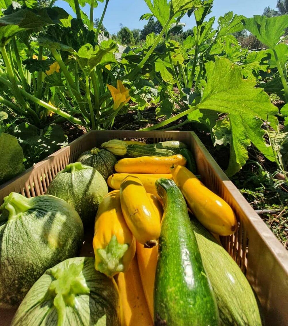 Les fermes collectives, avenir de l’agriculture ? Bleu Tomate légumes de la ferme Tomatocrate