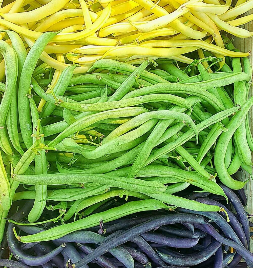 Les fermes collectives, avenir de l’agriculture ? Bleu Tomate différentes variétés de haricots