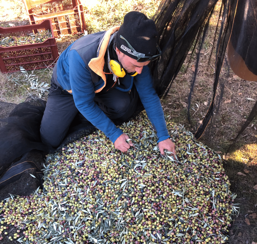 Fermes Terre de Liens : le bon sens paysan au service d’exploitations robustes Bleu Tomate récolte des olives