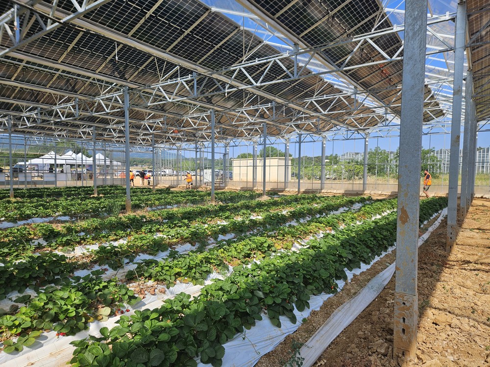 Sous les panneaux solaires, à l’aise les fraises ? Bleu Tomate le poste électrique tout à côté de la serre