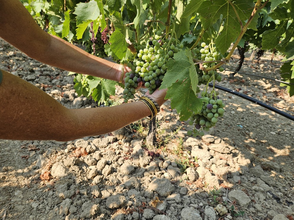 L’agriculture au féminin Bleu Tomate raisin de table Venasque 84