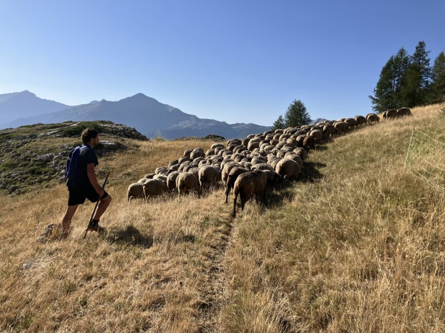 Eleveuse de brebis en montagne, plus qu'un métier Bleu Tomate Eleveuse de brebis en montagne, plus qu'un métier Bleu Tomate
