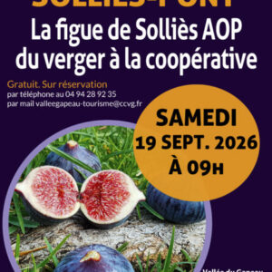 La figue AOP de Solliès, du verger à la coopérative Bleu Tomate La figue AOP de Solliès, du verger à la coopérative Bleu Tomate