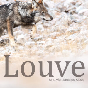 Projection du film "Louve, une vie dans les Alpes" Bleu Tomate Projection du film "Louve, une vie dans les Alpes" Bleu Tomate