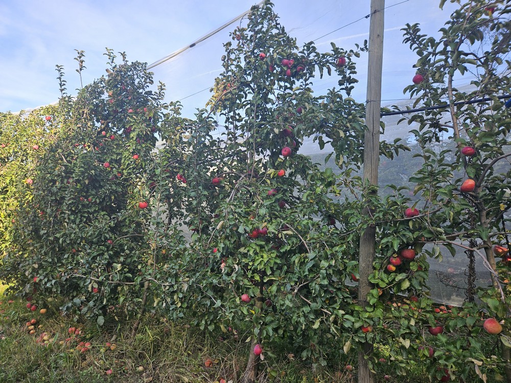 Ces Roméo qui ont rencontré leur Juliet® Bleu Tomate Les pommiers de Juliet pendant la récolte 2026