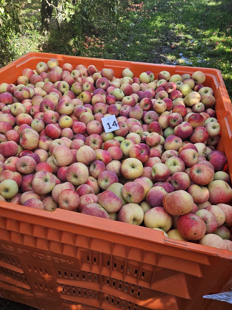 Ces Roméo qui ont rencontré leur Juliet® Bleu Tomate la récolte des pommes Juliet
